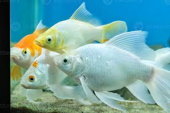 Goldfish White Carassius Auratus