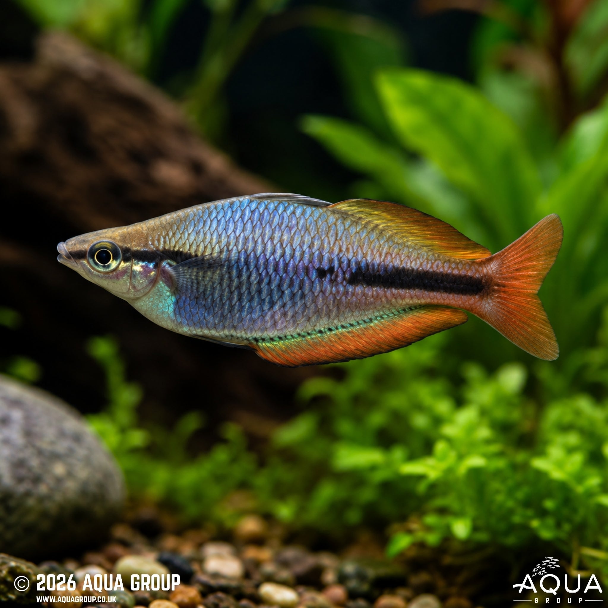 Goldie River Rainbowfish (Melanotaenia cf. goldiei)