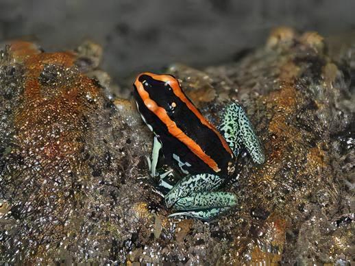 Golfodulcean Poison Frog Phyllobates Vittatus 5cm - Real Aquatics