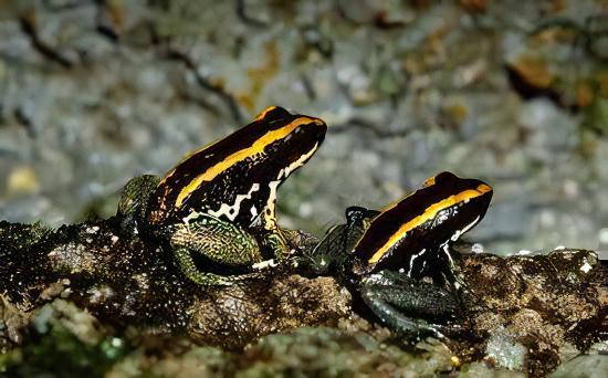Golfodulcean Poison Frog Phyllobates Vittatus 5cm - Real Aquatics