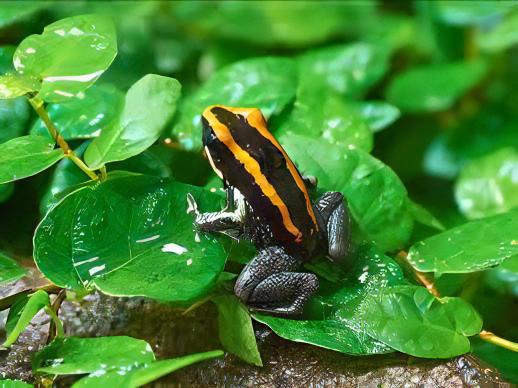 Golfodulcean Poison Frog Phyllobates Vittatus 5cm - Real Aquatics