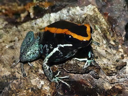 Golfodulcean Poison Frog Phyllobates Vittatus 5cm - Real Aquatics