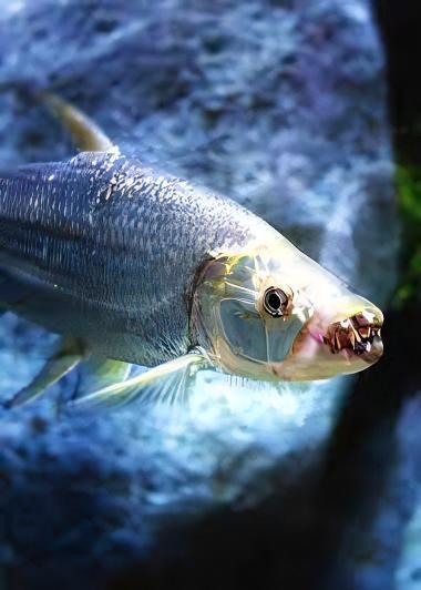 African Goliath Tiger Fish Hydrocynus Goliath