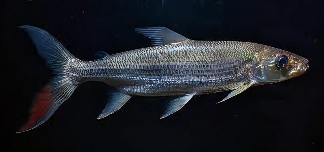 African Goliath Tiger Fish Hydrocynus Goliath