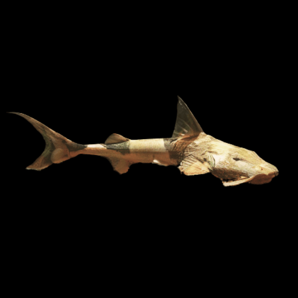 Goonch Dwarf Sand Shark Catfish Bagarius Bagarius 20cm - Real Aquatics