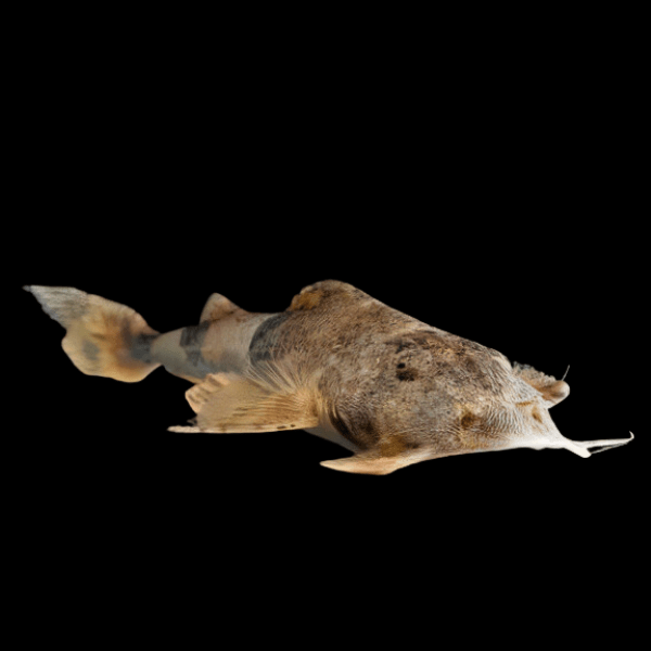 Goonch Giant Sand Shark Catfish Bagarius Yarelli 20cm - Real Aquatics