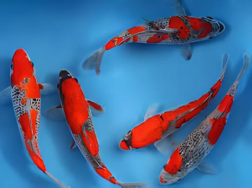 Goshiki Japanese Koi Carp Cyprinus Carpio