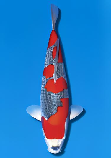 Goshiki Grade A Koi Carp Cyprinus Carpio