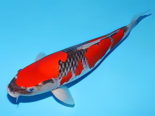 Goshiki Japanese Koi Carp Cyprinus Carpio