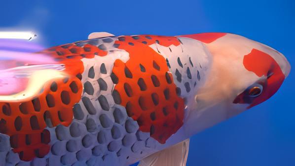 Goshiki Japanese Koi Carp Cyprinus Carpio