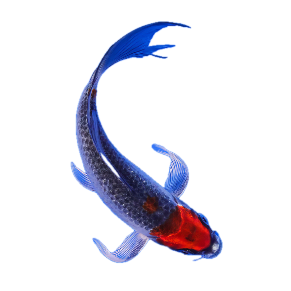 Goshiki Butterfly Japanese Koi Carp Cyprinus Carpio