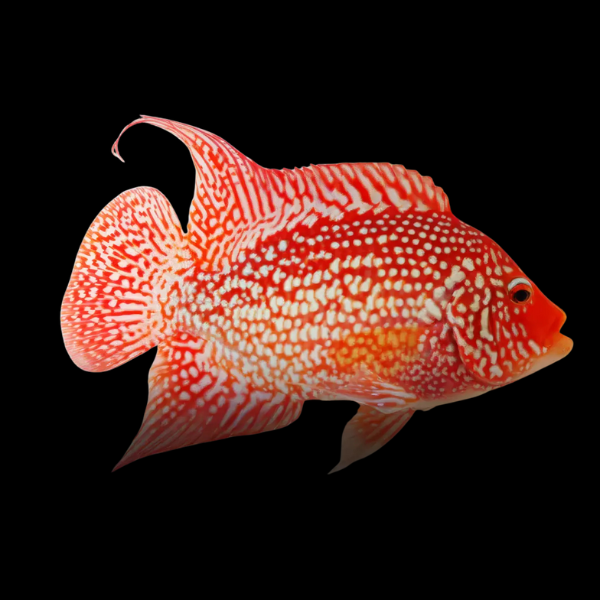 Grade A Escondido Red Texas Cichlid Hybrid Herichthys Cyanoguttatus - 15cm - Real Aquatics
