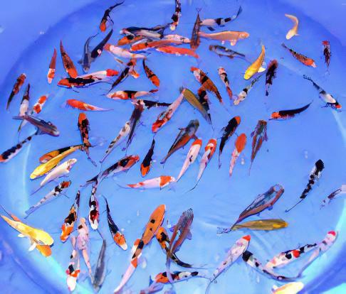 10 x Grade B Koi Carp Cyprinus Carpio