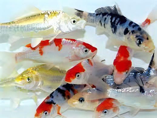 10 x Grade B Koi Carp Cyprinus Carpio