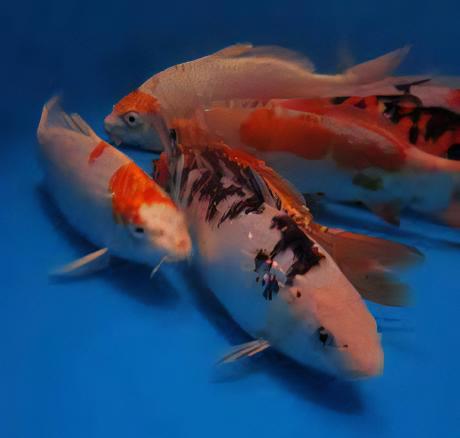 10 x Grade B Koi Carp Cyprinus Carpio
