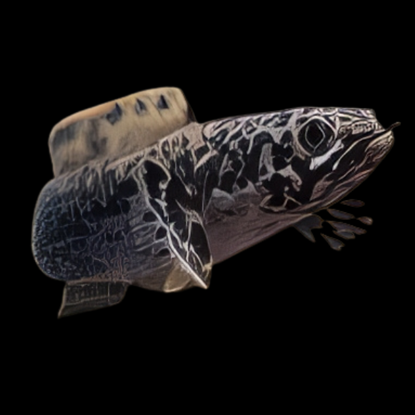 Granite Limbata Snakehead Channa Limbata 5cm - Real Aquatics