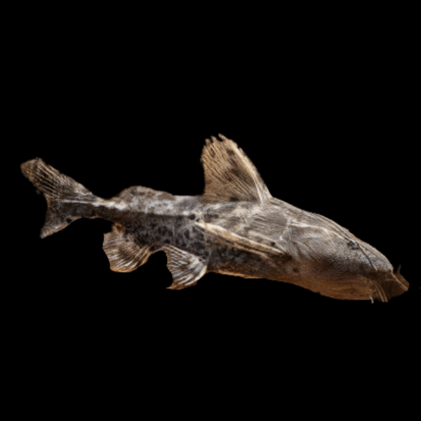 Granulated Soldier Bacu Catfish Pterodoras Granulosus 10cm - Real Aquatics
