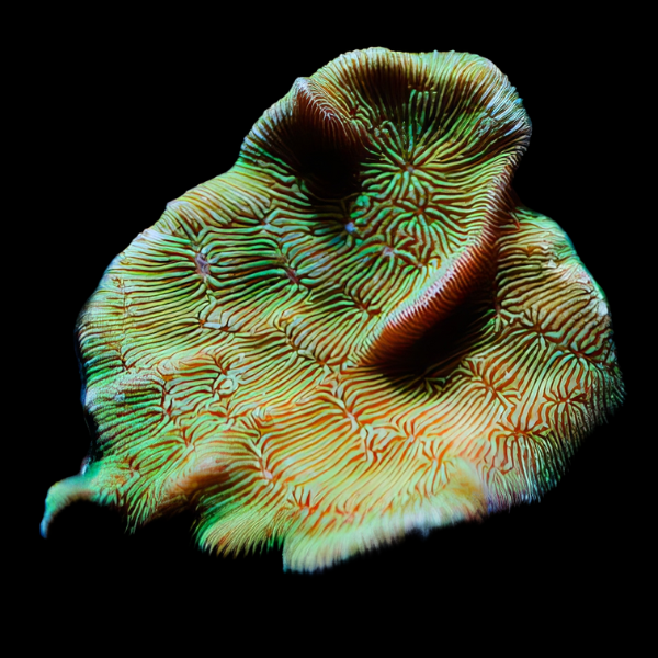 Grass Hard Coral Pavona Sp - Real Aquatics