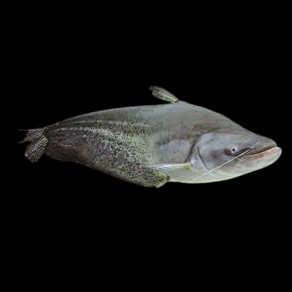 Great Tapah Striped Catfish Wallagoo Leeri 10cm - Real Aquatics