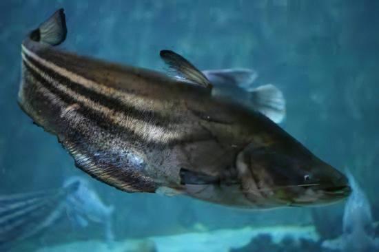 Great Tapah Striped Catfish Wallagoo Leeri 10cm - Real Aquatics