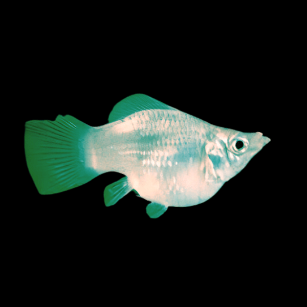 Green Balloon Molly Fish Poecilia Sphenops 3cm - Real Aquatics