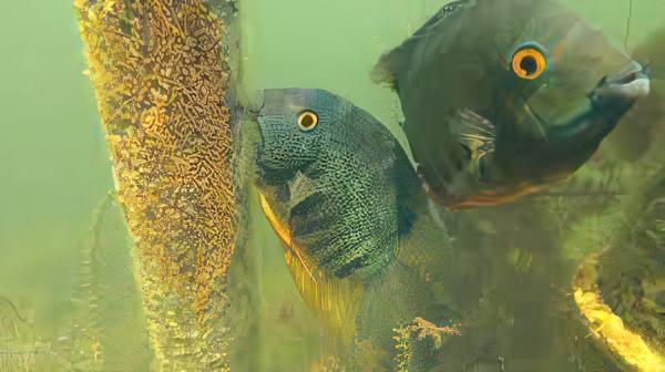 Green Banded Severum Heros Efasciatus 5cm - Real Aquatics