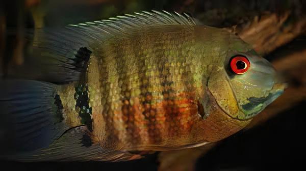 Green Banded Severum Heros Efasciatus 5cm - Real Aquatics