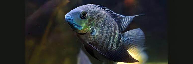 Green Banded Severum Heros Efasciatus 5cm - Real Aquatics