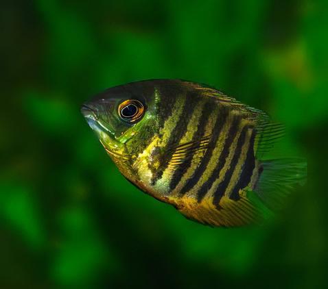 Green Banded Severum Heros Efasciatus 5cm - Real Aquatics