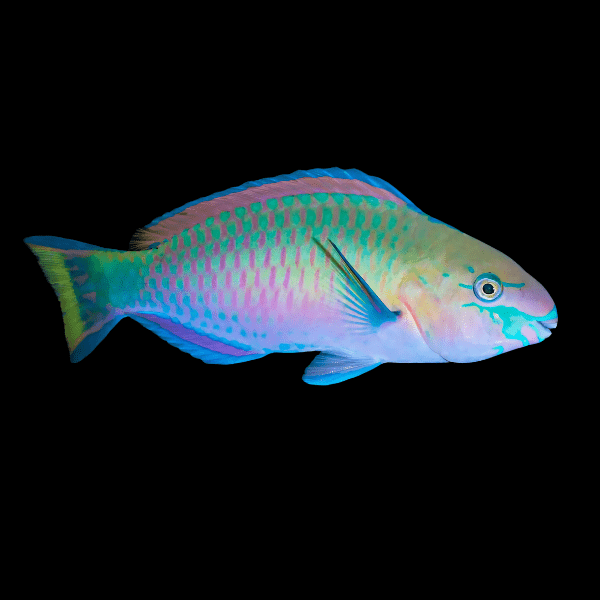 Green Blotch Quoyi Fairy Parrot Wrasse Scarus Quoyi - Real Aquatics