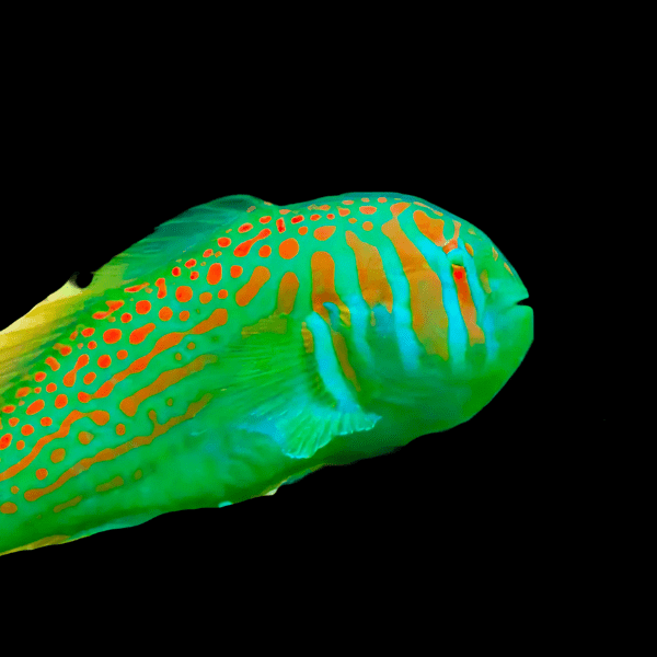 Green Coral Goby Gobiodon Histrio - Real Aquatics