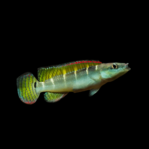 Green Dwarf Pike Cichlid Crenicichla Compressiceps 5cm - Real Aquatics