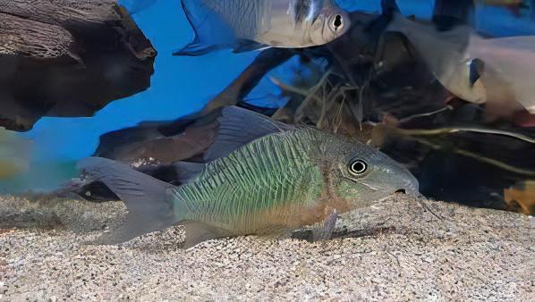 Green Emerald Corydoras Brochis Splendens 4cm Catfish - Real Aquatics