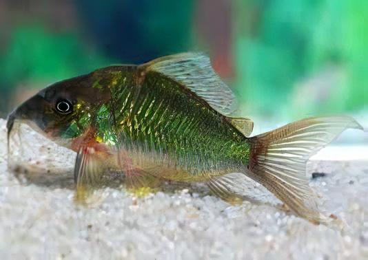 Green Emerald Corydoras Brochis Splendens 4cm Catfish - Real Aquatics