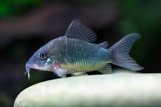 Green Emerald Corydoras Brochis Splendens 4cm Catfish - Real Aquatics
