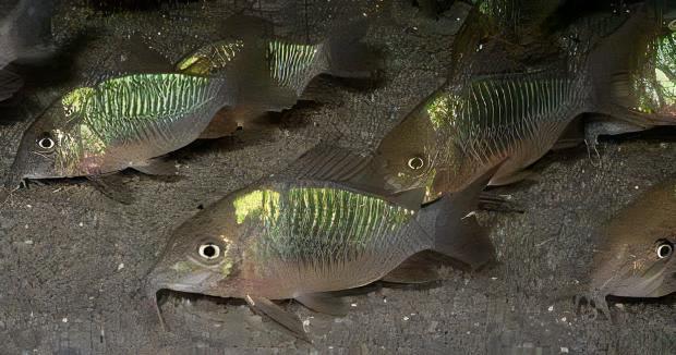 Green Emerald Corydoras Brochis Splendens 4cm Catfish - Real Aquatics