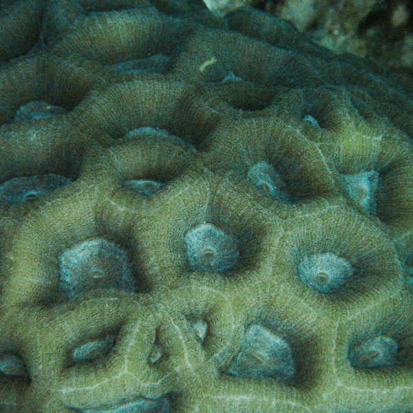 Green Eye Favites Hard Coral Frag Favites Sp - Real Aquatics