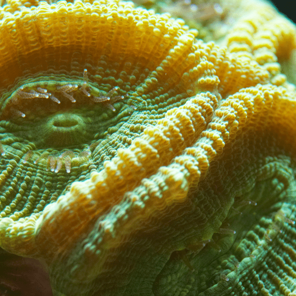 Green Eye Favites Hard Coral Frag Favites Sp - Real Aquatics