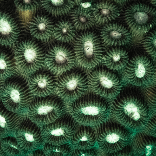 Green Eye Favites Hard Coral Frag Favites Sp - Real Aquatics