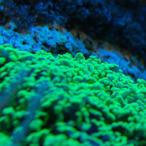 Frogspawn Hard Coral Frag Euphylia Sp