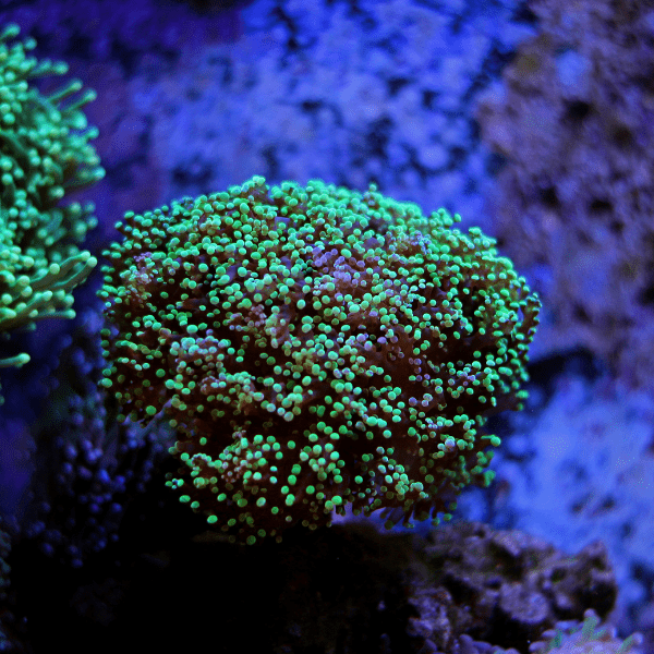 Frogspawn Hard Coral Frag Euphylia Sp