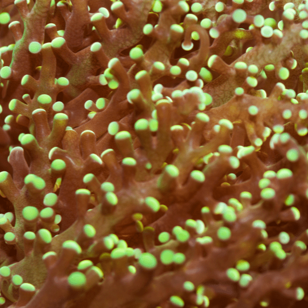 Frogspawn Hard Coral Frag Euphylia Sp