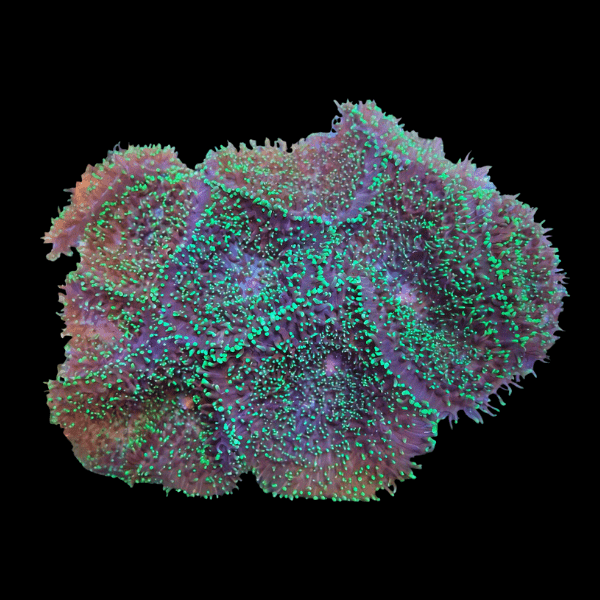 Furry Mushroom Coral Frag Rhodactis Sp - Real Aquatics