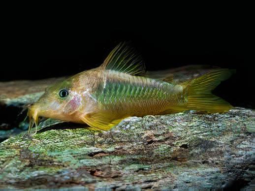 Green Gold Corydoras Melanotaenia 4cm Catfish - Real Aquatics