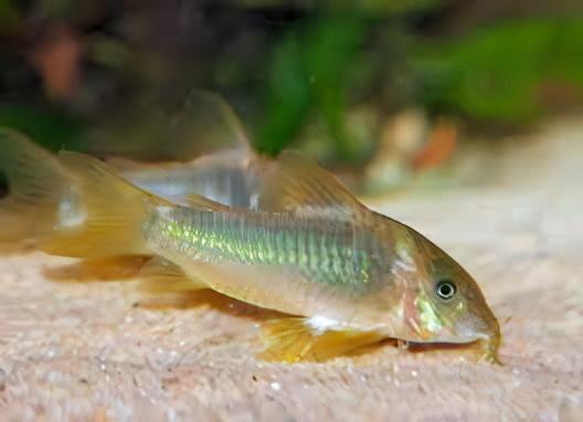 Green Gold Corydoras Melanotaenia 4cm Catfish - Real Aquatics