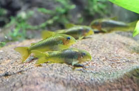 Green Gold Corydoras Melanotaenia 4cm Catfish - Real Aquatics