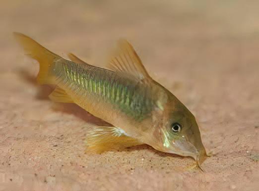 Green Gold Corydoras Melanotaenia 4cm Catfish - Real Aquatics