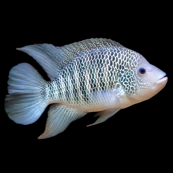 Green Guapote Mayaheros Beani 5cm - Real Aquatics