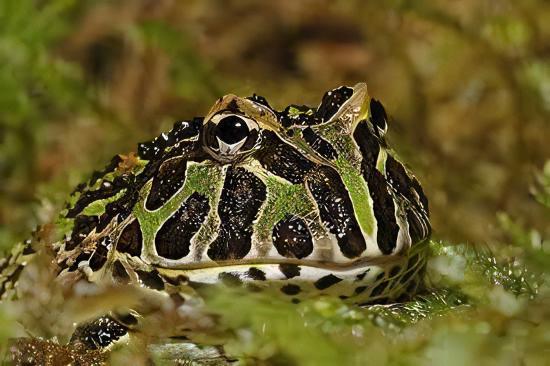 Green Horned Frog Ceratophrys Cranwelli 5cm - Real Aquatics