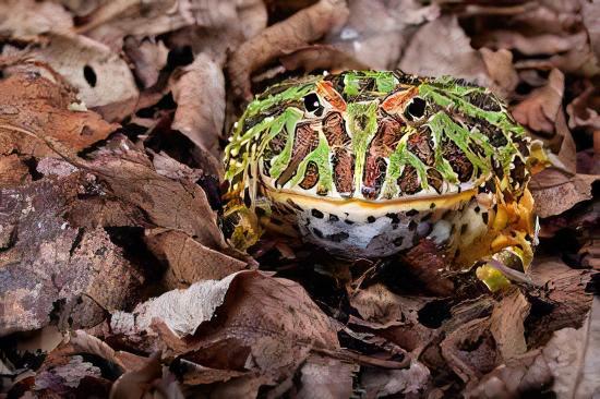 Green Horned Frog Ceratophrys Cranwelli 5cm - Real Aquatics